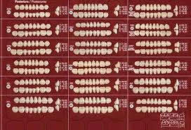 MASTER-DENT DIENTES SUPERIOR-INFERIOR